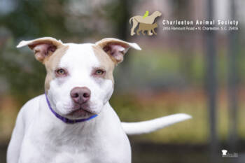 Rescue Terrier and Mixed Breed Dogs for Adoption in North Charleston, South Carolina - 88641a Foghorn Leghorn | PetCurious