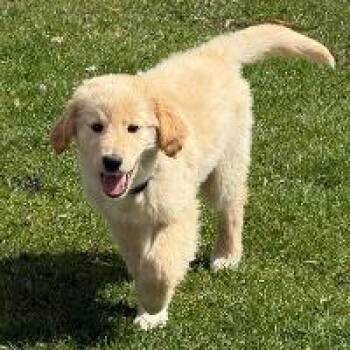 Golden Retriever Dogs Available for Adoption in Monticello, New York - Josie | PetCurious