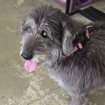 Chloe -  Black Labrador Retriever and Poodle Dog for Adoption in Branson, Missouri - Chloe | PetCurious