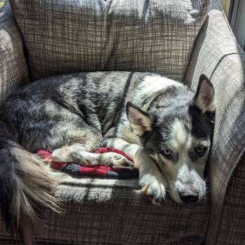 Rescue Siberian Husky Dogs for Adoption in Lynchburg, Virginia - Bento | PetCurious