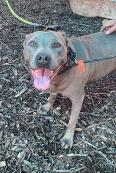 Rescue Mixed Breed Dogs for Adoption in Chamblee, Georgia - Rita - IN FOSTER | PetCurious