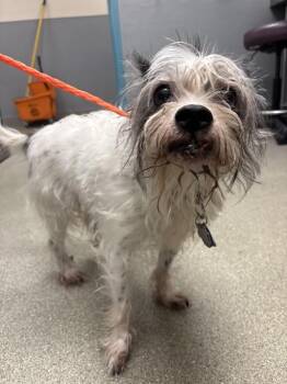 MR.PEPPER -  Terrier Dog for Adoption in Las Vegas, Nevada - MR.PEPPER | PetCurious