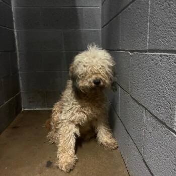 Grace -  Standard Poodle and Australian Shepherd Dog for Adoption in Corbin, Kentucky - Grace | PetCurious