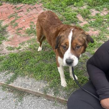 Saint Bernard and Mixed Breed Dogs Available for Adoption in St. Louis, Missouri - Grady | PetCurious