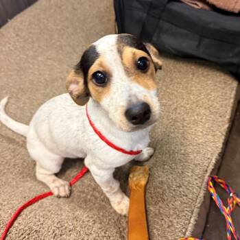 Chihuahua and Mixed Breed Dogs Available for Adoption in Bend, Oregon - 61982_2 | PetCurious