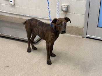 LORAX -  American Staffordshire Terrier and Mixed Breed Dog for Adoption in Grand Prairie, Texas - LORAX | PetCurious