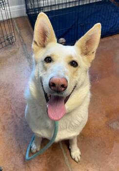 German Shepherd Dog Dogs Available for Adoption - Loonuh | PetCurious