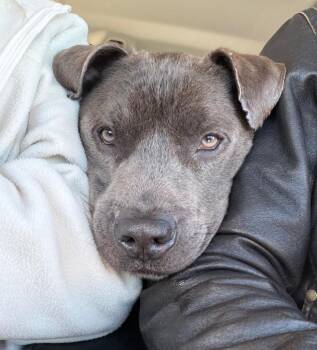 Mixed Breed Dogs Available for Adoption - Simon | PetCurious