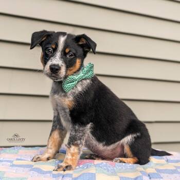 Scamp -  Australian Shepherd and Mixed Breed Dog for Adoption in Cincinnati, Ohio - Scamp | PetCurious
