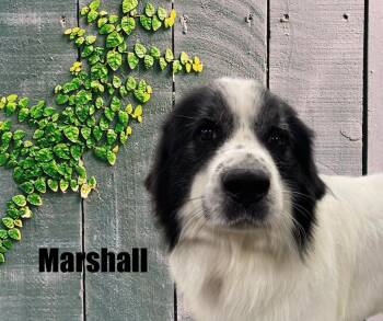 Great Pyrenees Dogs Available for Adoption in Marshville, North Carolina - Marshall | PetCurious