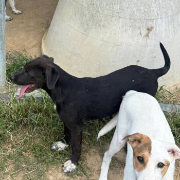 Jimbo -  Labrador Retriever Dog for Adoption in West Point, Mississippi - Jimbo | PetCurious