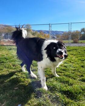 Rescue Border Collie Dogs for Adoption in Pocatello, Idaho - Kodiak | PetCurious