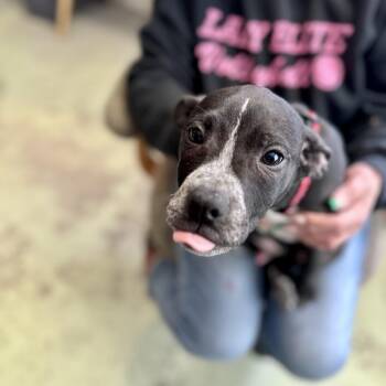 Seuss -  Boxer and Mixed Breed Dog for Adoption in Middletown, New York - Seuss | PetCurious