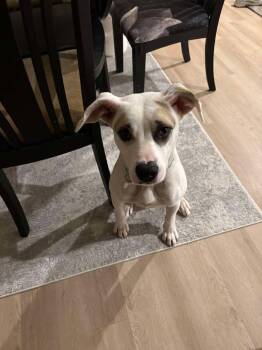 Fiesta -  Mixed Breed Dog for Adoption in Grand Forks, North Dakota - Fiesta | PetCurious