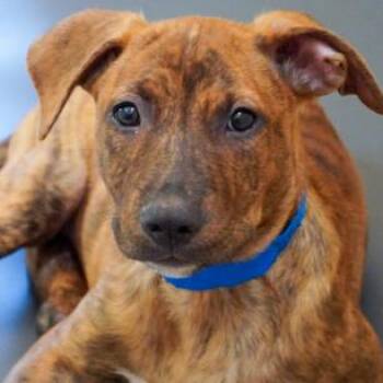 1093 (2026) Roscoe -  Belgian Shepherd Malinois and Mixed Breed Dog for Adoption in Parker, Colorado - 1093 (2026) Roscoe | PetCurious