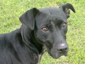 Mixed Breed Dogs Available for Adoption in Georgetown, Texas - Meg | PetCurious