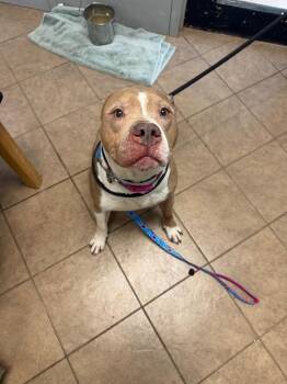 Pit Bull Terrier Dogs Available for Adoption in Marion, Ohio - Unknown Marion Upper Sand Rd N | PetCurious