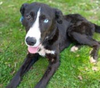 Mixed Breed Dogs Available for Adoption in Cincinnati, Ohio - Star | PetCurious