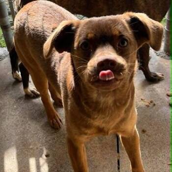 Terrier Dogs Available for Adoption in Bethel, Connecticut - Midge | PetCurious