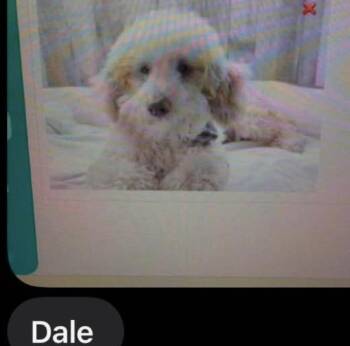 Dale -  Poodle Dog for Adoption in Washington, District Of Columbia - Dale | PetCurious
