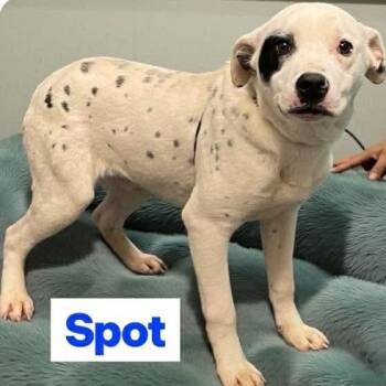 Dalmatian Dogs Available for Adoption - Spot | PetCurious