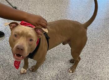 CHRISTIAN -  Mixed Breed Dog for Adoption in Palmetto, Florida - CHRISTIAN | PetCurious