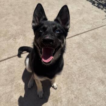 Sky -  German Shepherd Dog and Husky Dog for Adoption in Naperville, Illinois - Sky | PetCurious