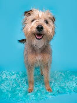 Tibetan Terrier and Havanese Dogs Available for Adoption in Palo Alto, California - Inspector Gadget | PetCurious