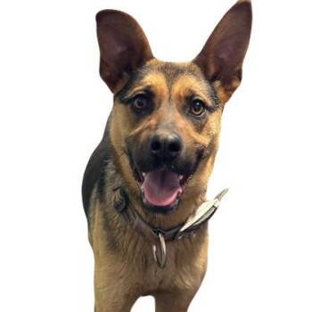 Ramona -  German Shepherd Dog Dog Available for Adoption in Red Bluff, California - Ramona | PetCurious
