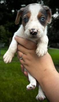 Gravy -  Australian Shepherd and Australian Cattle Dog Blue Heeler Dog for Adoption in Indian Springs Village, Alabama - Gravy | PetCurious