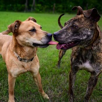 Mixed Breed Dogs Available for Adoption in Aberdeen, North Carolina - Wonder Woman | PetCurious