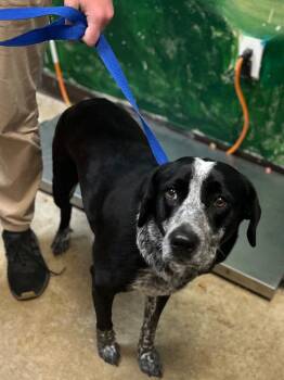 Sissy -  Australian Cattle Dog Blue Heeler Dog for Adoption in New Braunfels, Texas - Sissy | PetCurious