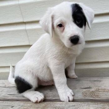 Border Collie Dogs Available for Adoption in Pineville, Missouri - Oakley | PetCurious