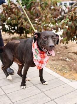 Cooper -  Mixed Breed Dog for Adoption in Atlanta, Georgia - Cooper | PetCurious