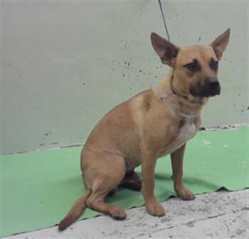 BENJI -  German Shepherd Dog and Mixed Breed Dog for Adoption in Houston, Texas - BENJI | PetCurious