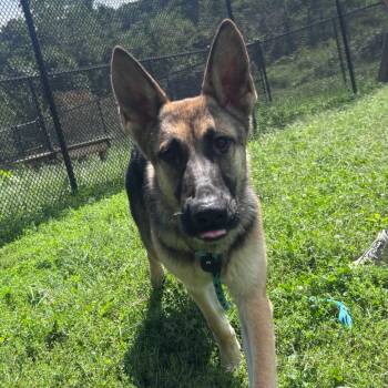 Squirt -  German Shepherd Dog Dog for Adoption in York, Pennsylvania - Squirt | PetCurious