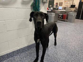 Great Dane Dogs Available for Adoption in Thousand Palms, California - NICK | PetCurious