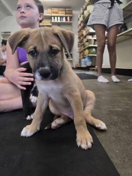 AMMO -  Mixed Breed Dog for Adoption in Holbrook, New York - AMMO | PetCurious