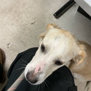 Rescue Golden Retriever Dogs for Adoption in Saint Joseph, Missouri - Linda | PetCurious