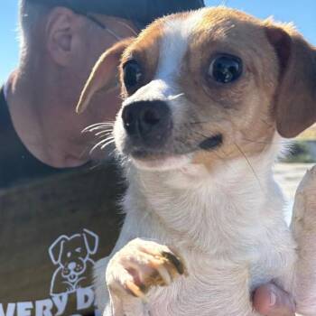 Corky -  Chihuahua Dog for Adoption in Reno, Nevada - Corky | PetCurious