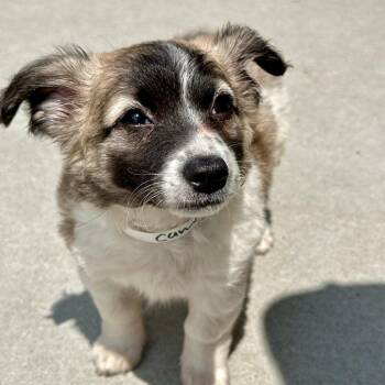 Cameron -  Mixed Breed Dog for Adoption in Matteson, Illinois - Cameron | PetCurious