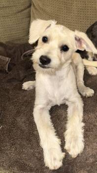 Lucy -  Miniature Schnauzer Dog for Adoption in Tustin, California - Lucy | PetCurious