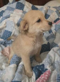 Archie- the A litter -  Cairn Terrier Dog for Adoption in Ocean Township, New Jersey - Archie- The A Litter | PetCurious
