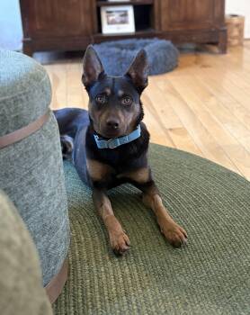 Mixed Breed Dogs Available for Adoption in Chelmsford, Massachusetts - Ronan Murphy | PetCurious