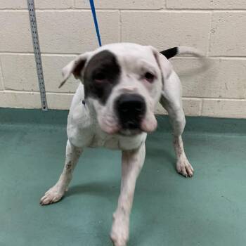 Mixed Breed Dogs Available for Adoption in Memphis, Tennessee - Blu | PetCurious