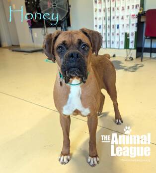 Honey -  Boxer Dog for Adoption in Groveland, Florida - Honey | PetCurious