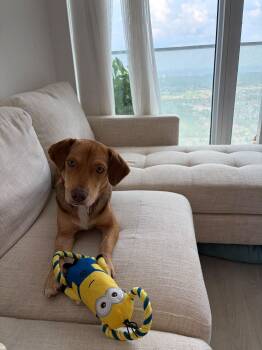 Abby (23 lbs) -  Beagle Dog for Adoption in Mississauga, Ontario - Abby (23 Lbs) | PetCurious