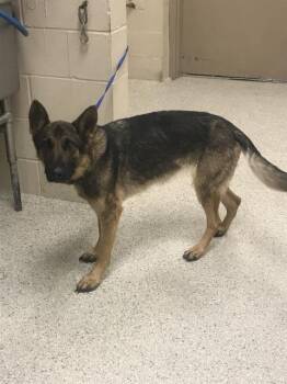 German Shepherd Dog and Mixed Breed Dogs Available for Adoption in Conroe, Texas - ALDER | PetCurious