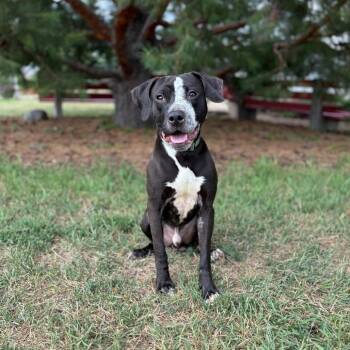Marcos -  Pit Bull Terrier and Mixed Breed Dog for Adoption in Fargo, North Dakota - Marcos | PetCurious