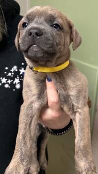 Labrador Retriever Dogs Available for Adoption - Blackfoot | PetCurious